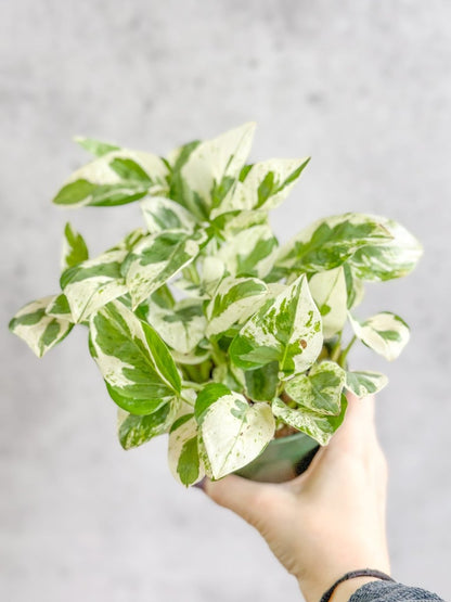  Epipremnum Aureum 'Pearls And Jade' Pothos