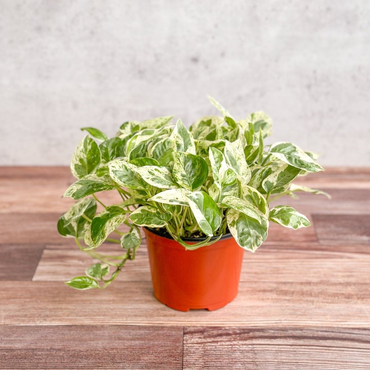  Epipremnum Aureum 'Pearls And Jade' Pothos
