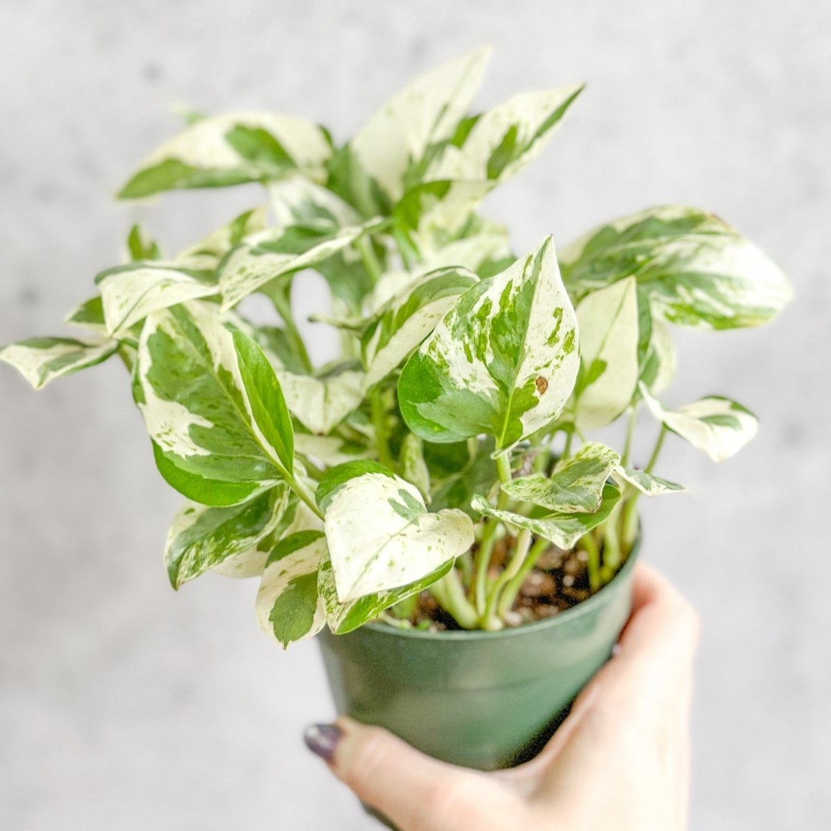  Epipremnum Aureum 'Pearls And Jade' Pothos