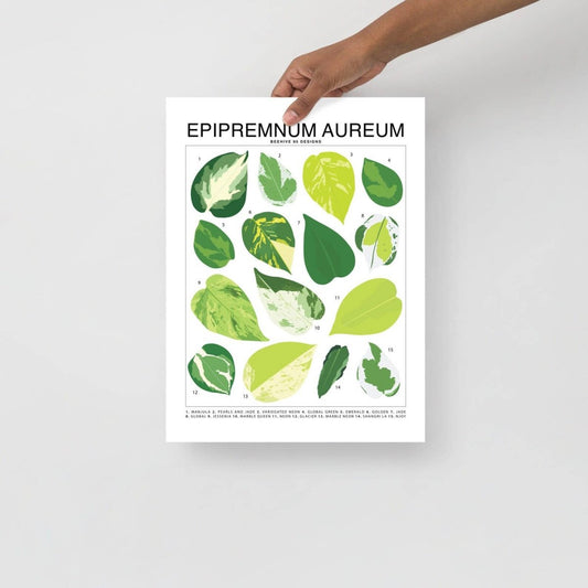  Epipremnum Aureum (Pothos) ID Chart Houseplant Art Print