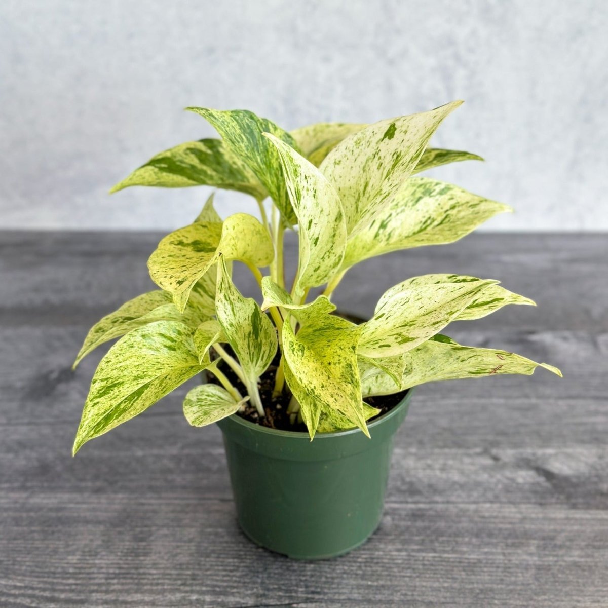  Epipremnum Aureum - ‘Snow Queen’ Pothos