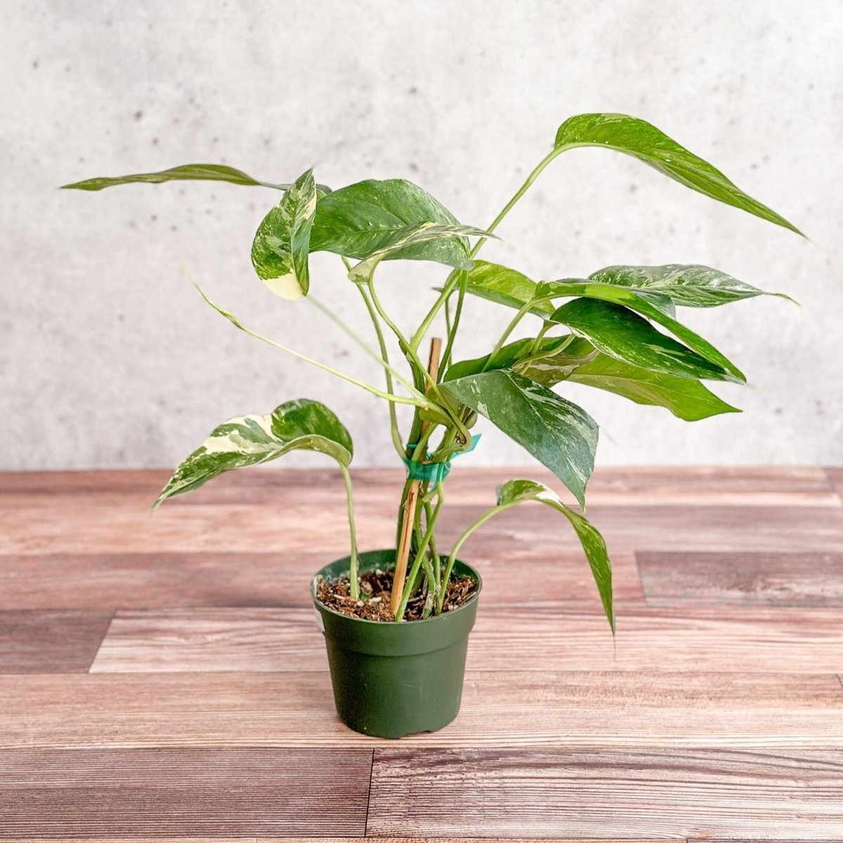  Epipremnum Pinnatum Albo - Rare Variegated Pothos