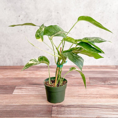  Epipremnum Pinnatum Albo - Rare Variegated Pothos