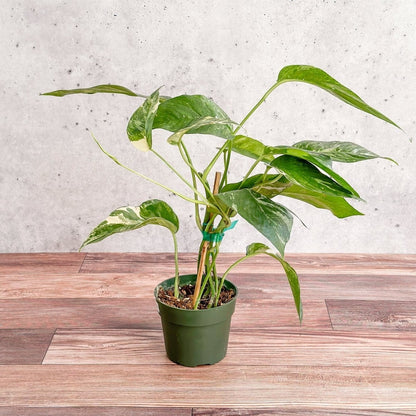  Epipremnum Pinnatum Albo - Rare Variegated Pothos
