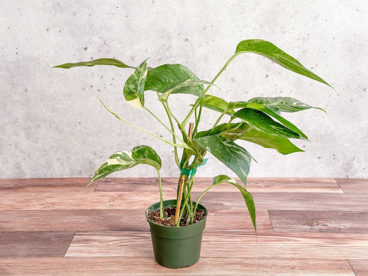  Epipremnum Pinnatum Albo - Rare Variegated Pothos