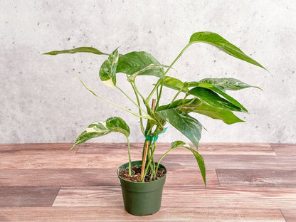  Epipremnum Pinnatum Albo - Rare Variegated Pothos