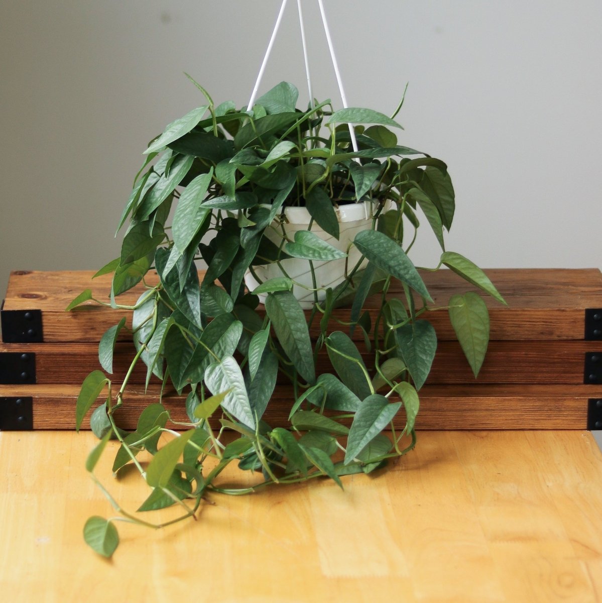  Epipremnum Pinnatum 'Cebu Blue' Hanging Basket