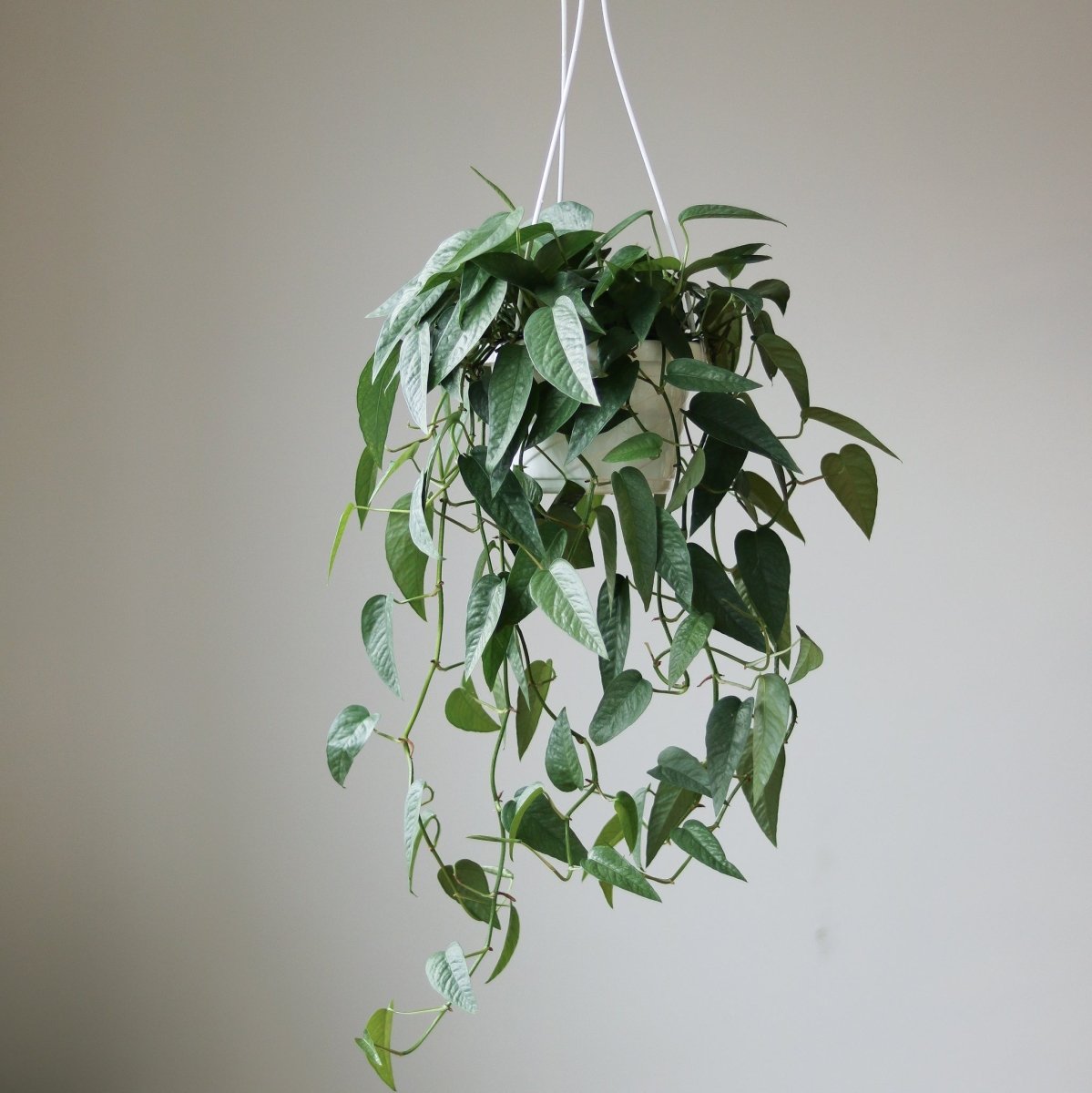  Epipremnum Pinnatum 'Cebu Blue'