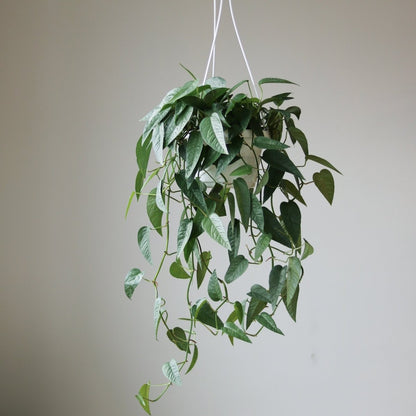  Epipremnum Pinnatum 'Cebu Blue'