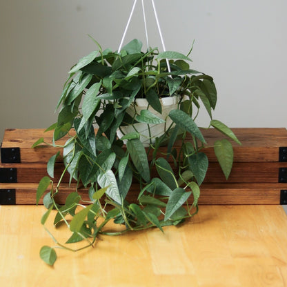  Epipremnum Pinnatum 'Cebu Blue'