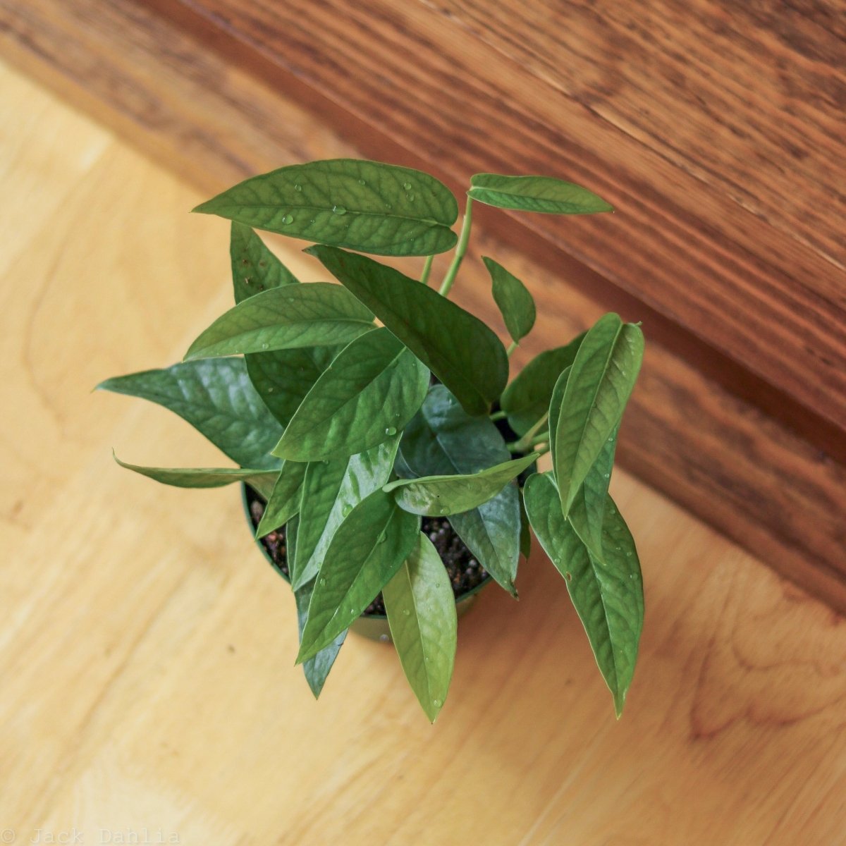  Epipremnum Pinnatum 'Cebu Blue'