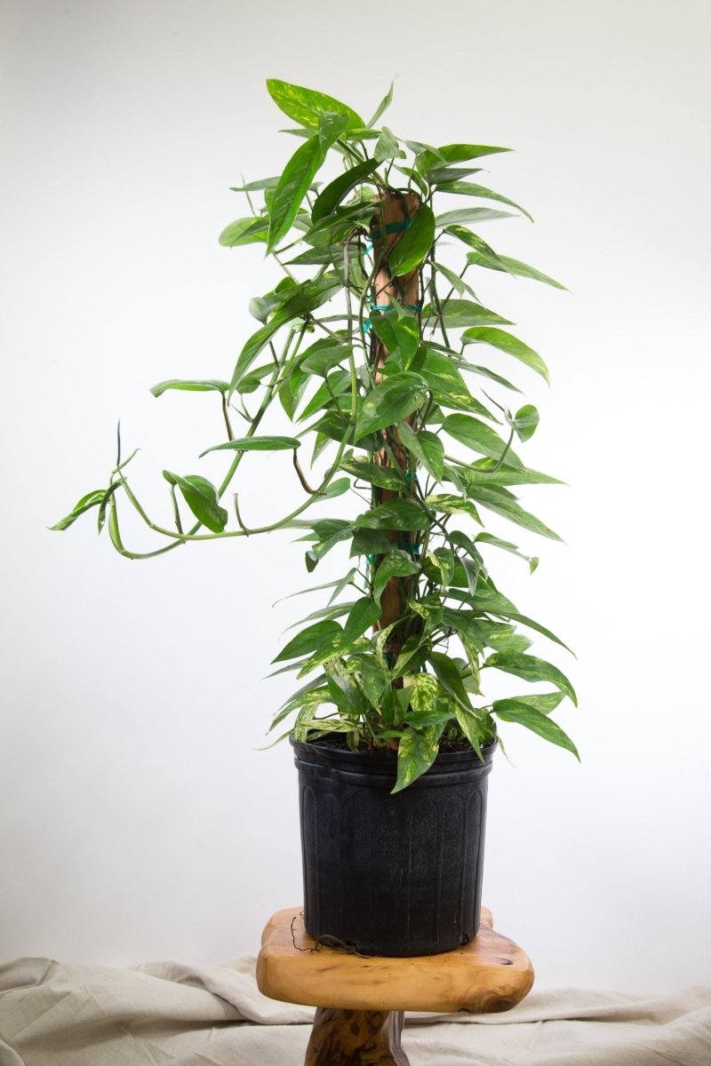 Epipremnum Pinnatum 'Gold Flame' Floor Plant