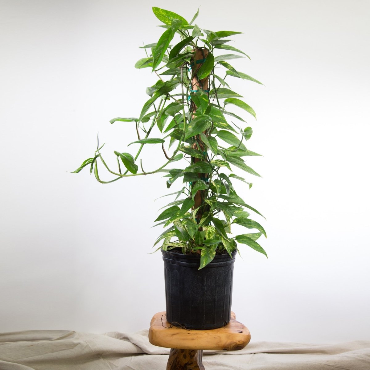  Epipremnum Pinnatum 'Gold Flame' Floor Plant
