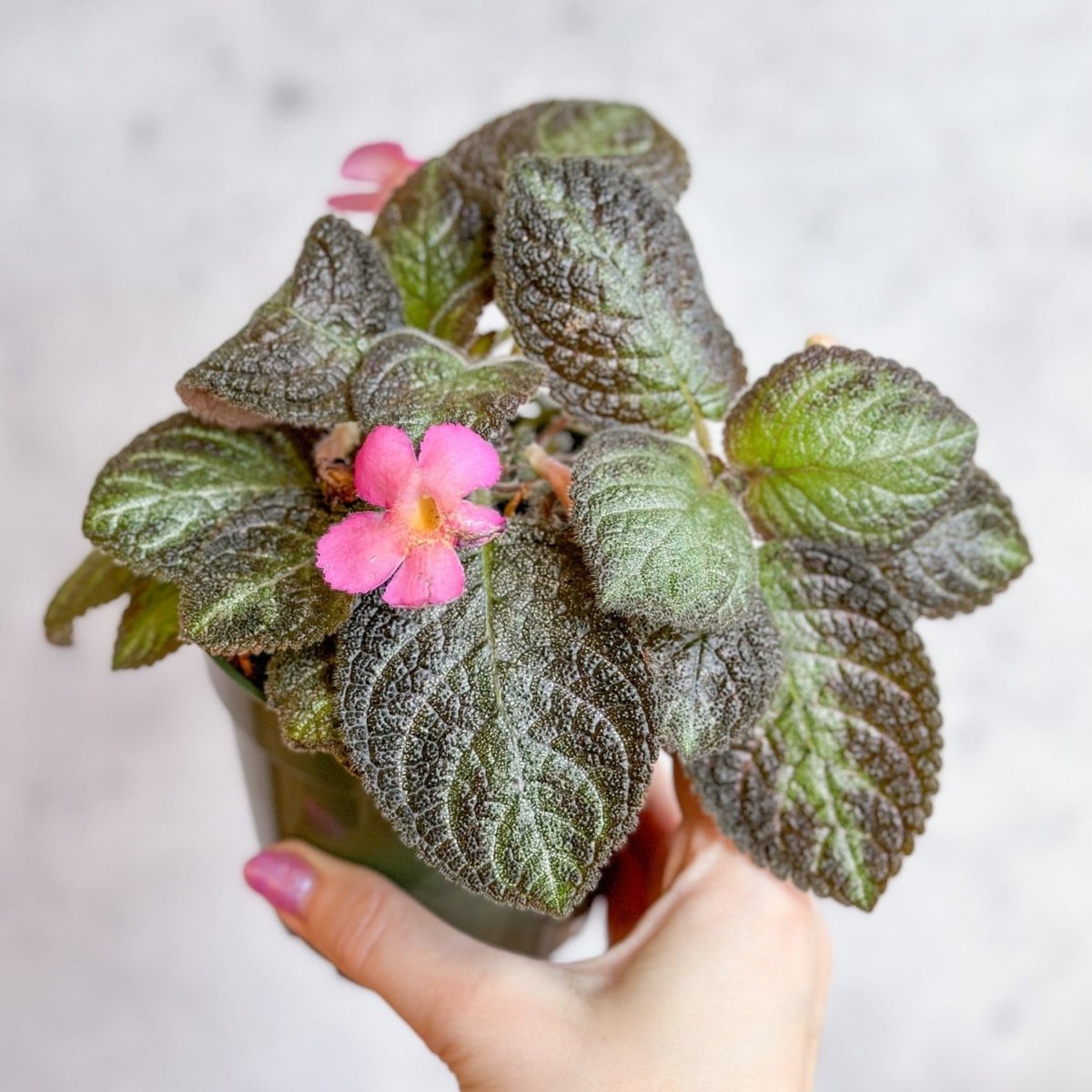  Episcia ‘Pink Panther’ – Pink-Variegated Flame Violet