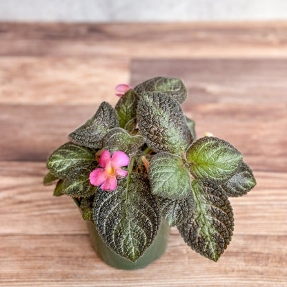  Episcia ‘Pink Panther’ – Pink-Variegated Flame Violet