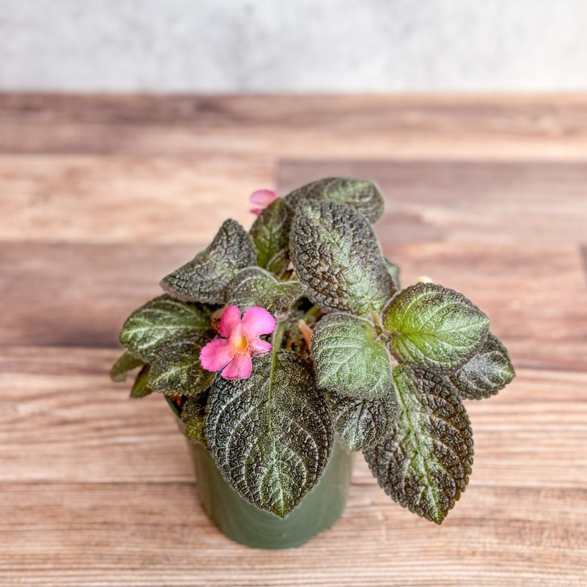  Episcia ‘Pink Panther’ – Pink-Variegated Flame Violet