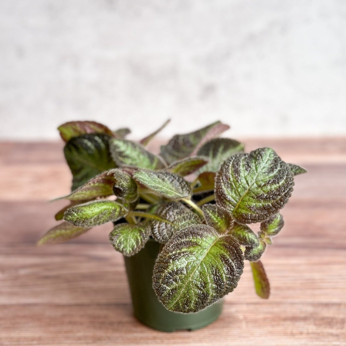  Episcia ‘Pink Panther’ – Pink-Variegated Flame Violet