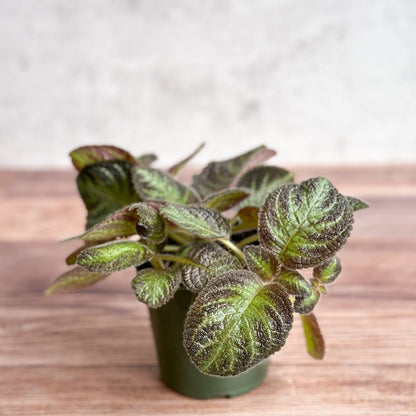  Episcia ‘Pink Panther’ – Pink-Variegated Flame Violet