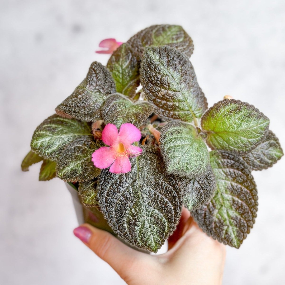  Episcia ‘Pink Panther’ – Pink-Variegated Flame Violet