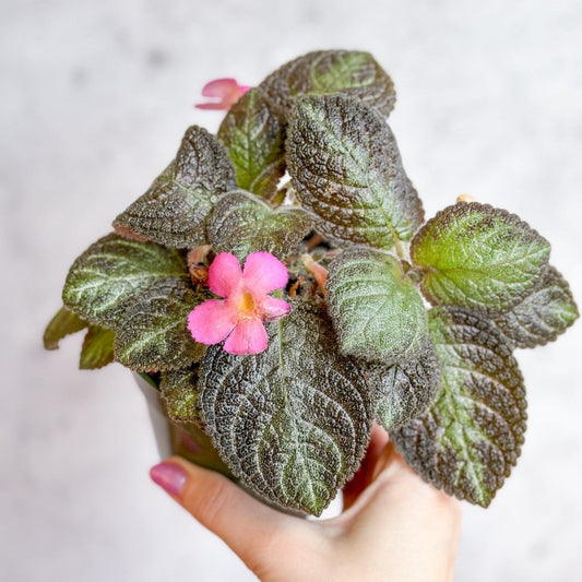  Episcia ‘Pink Panther’ – Pink-Variegated Flame Violet