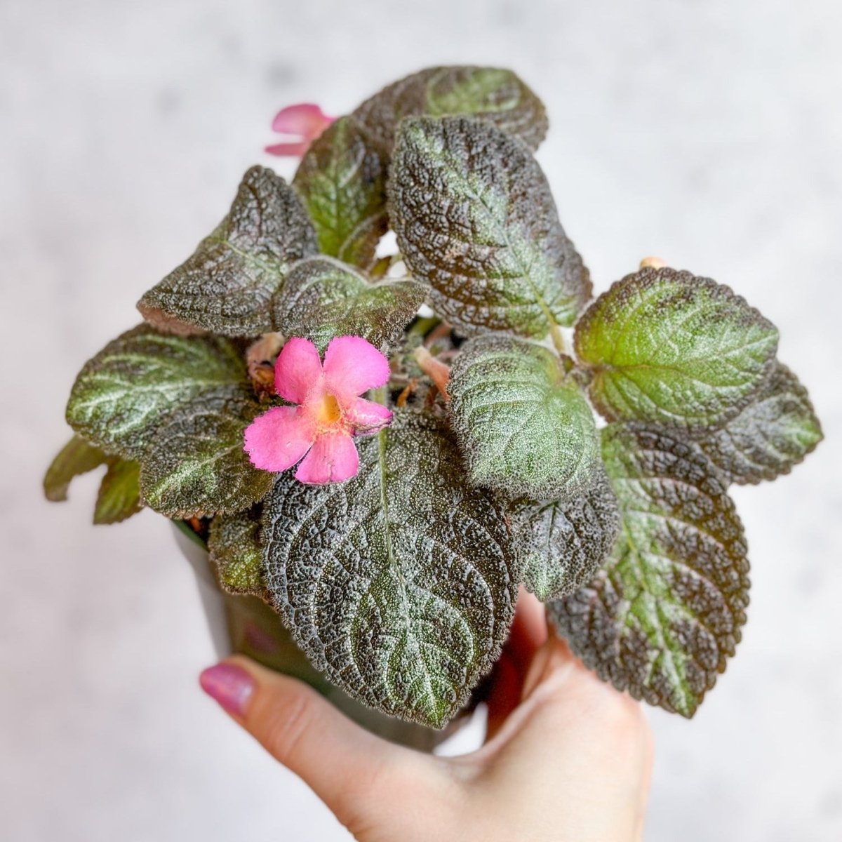  Episcia ‘Pink Panther’ – Pink-Variegated Flame Violet