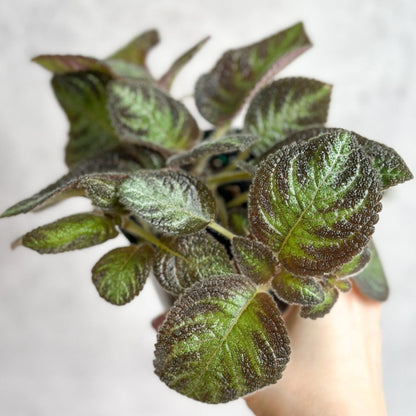  Episcia ‘Pink Panther’ – Pink-Variegated Flame Violet