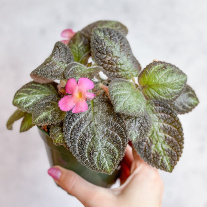  Episcia ‘Pink Panther’ – Pink-Variegated Flame Violet