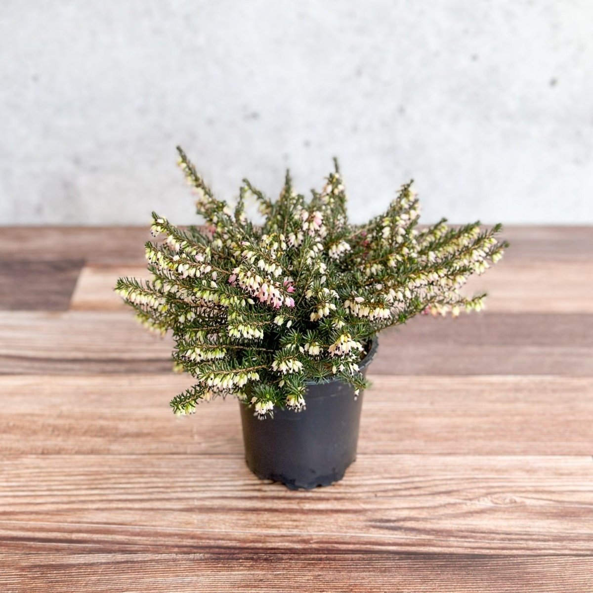 Erica Carnea - Flowering Heather