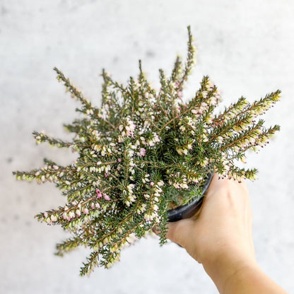  Erica Carnea - Flowering Heather