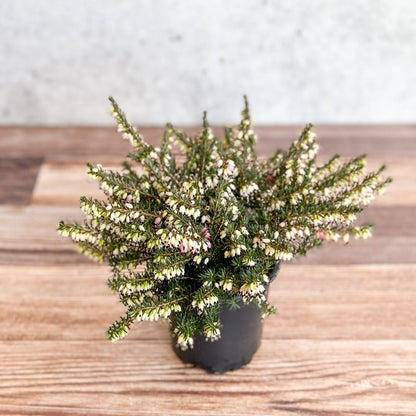  Erica Carnea - Flowering Heather