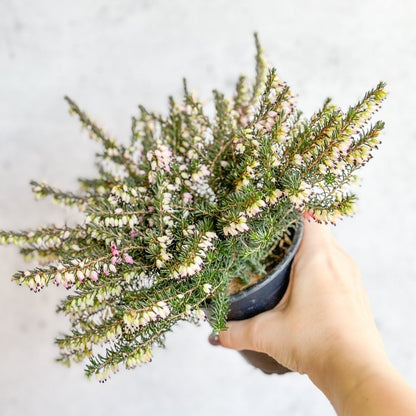  Erica Carnea - Flowering Heather