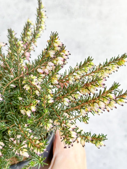  Erica Carnea - Flowering Heather