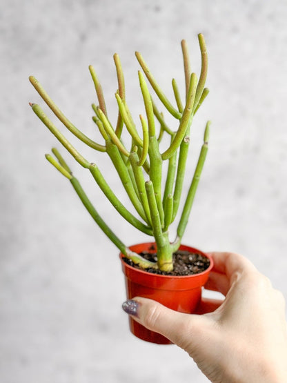  Euphorbia Tirucalli - Firestick Cactus - Red Blaze