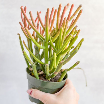  Euphorbia Tirucalli - Firestick Cactus - Red Blaze