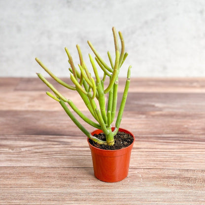  Euphorbia Tirucalli - Firestick Cactus - Red Blaze