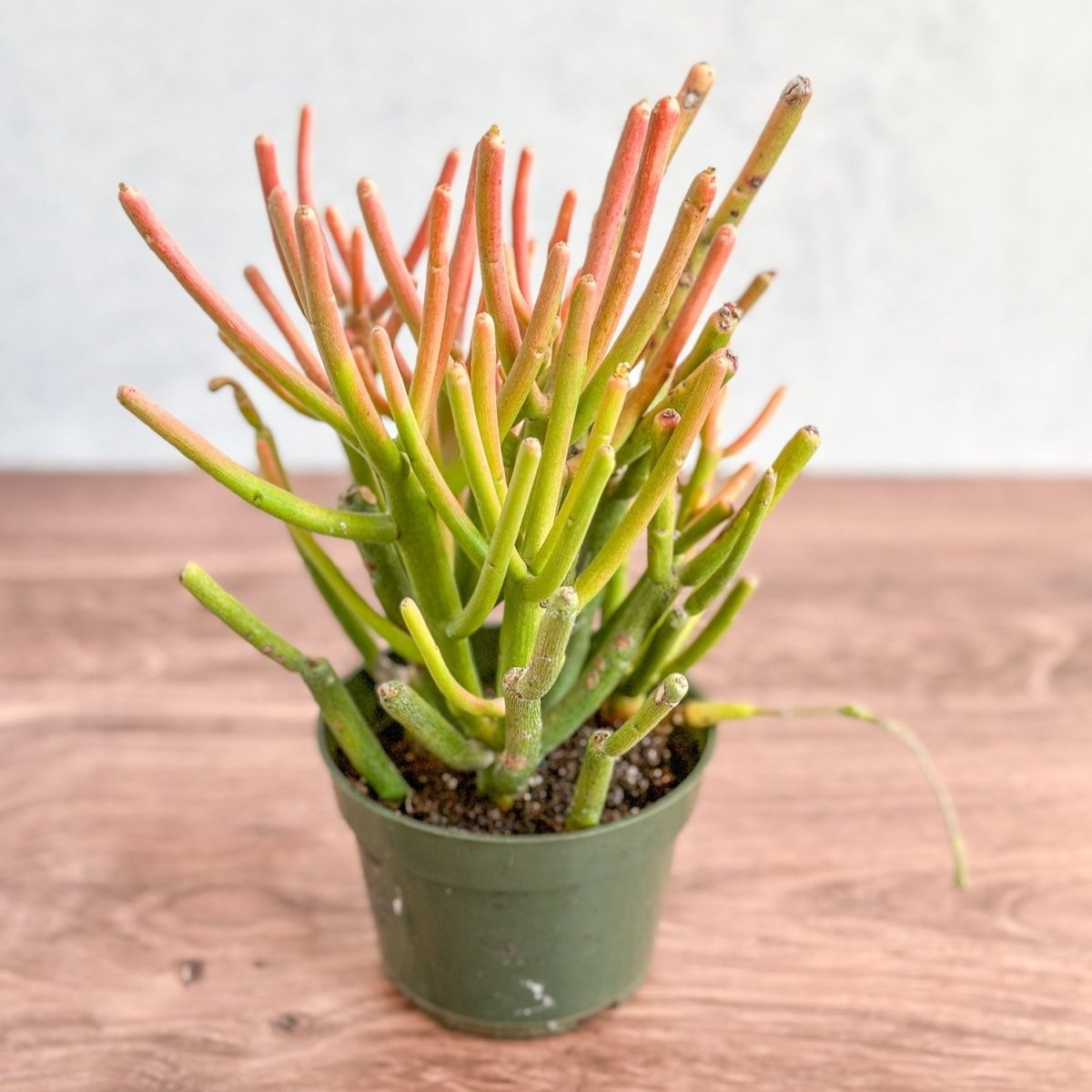  Euphorbia Tirucalli - Firestick Cactus - Red Blaze