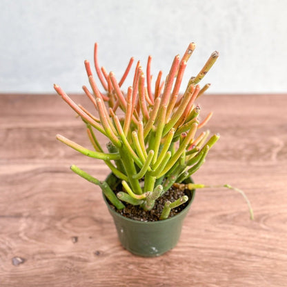  Euphorbia Tirucalli - Firestick Cactus - Red Blaze