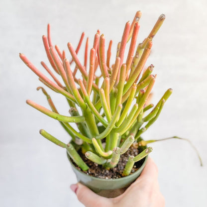  Euphorbia Tirucalli - Firestick Cactus - Red Blaze