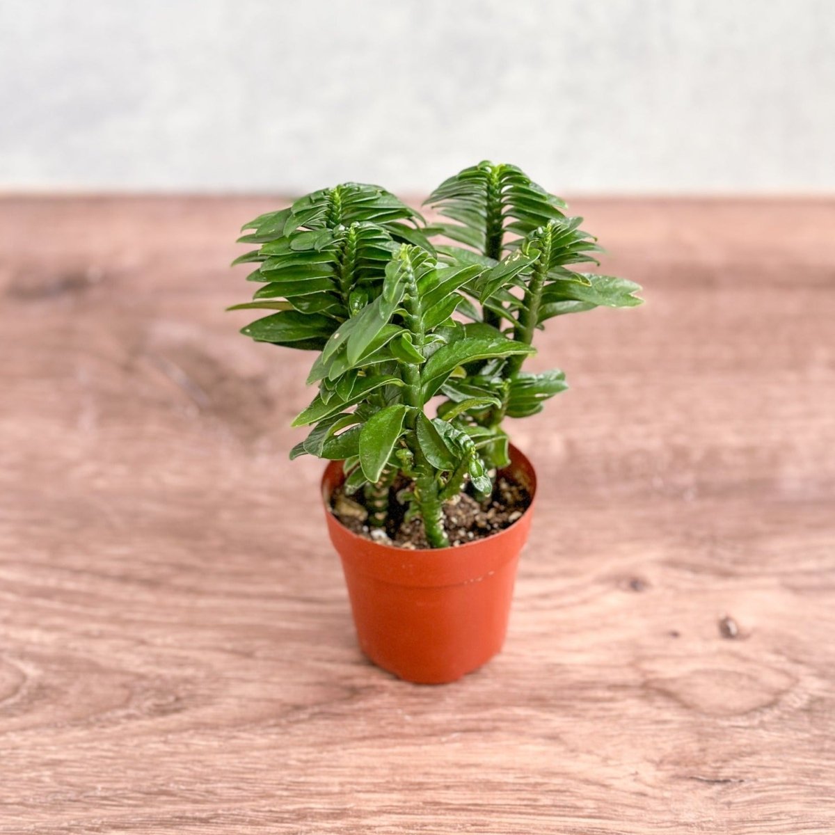  Euphorbia Tithymaloides - Devils Backbone - 3 Inch