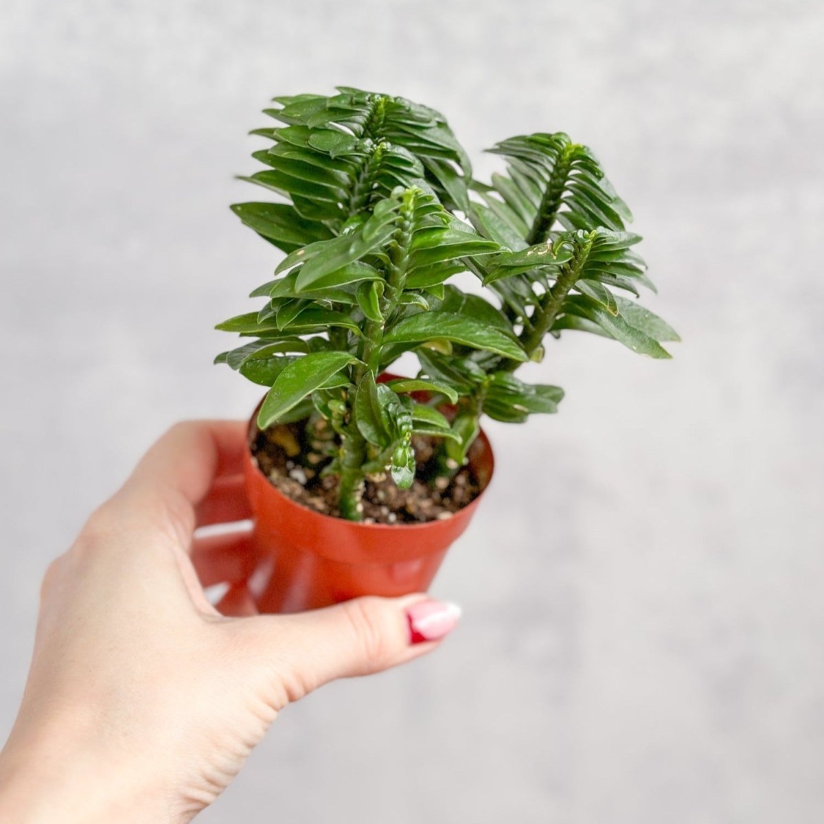  Euphorbia Tithymaloides - Devils Backbone - 3 Inch