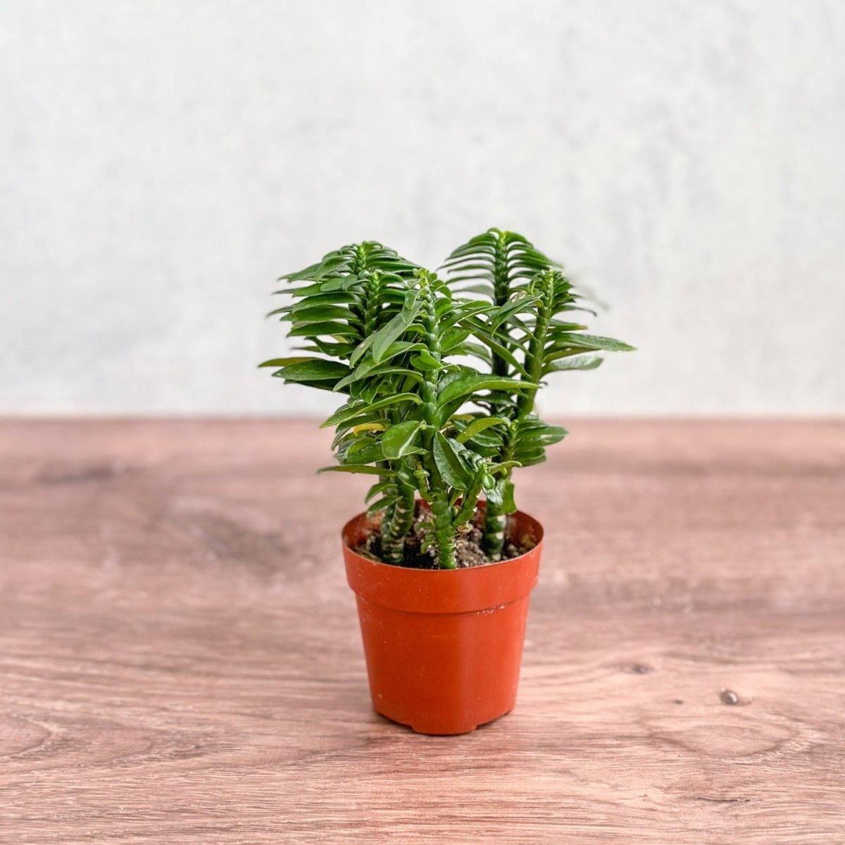  Euphorbia Tithymaloides - Devils Backbone - 3 Inch
