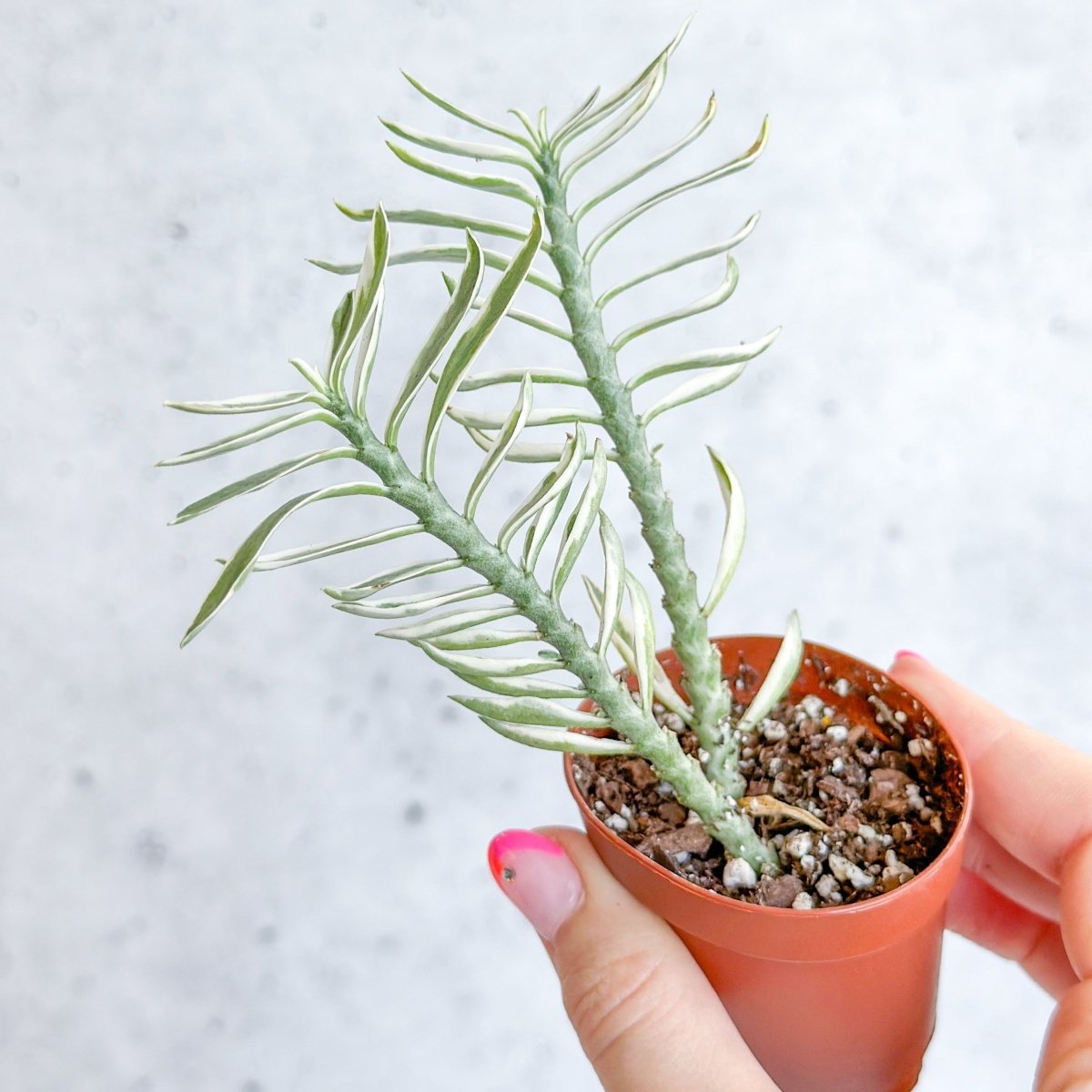  Euphorbia Tithymaloides Variegata - Variegated Devils Backbone -2 Inch