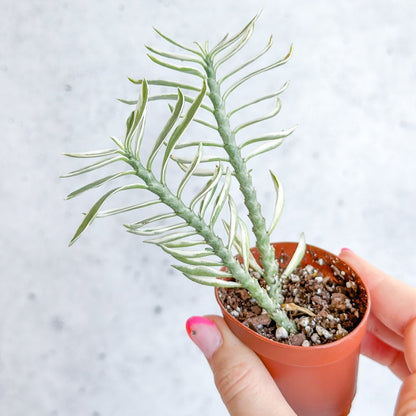  Euphorbia Tithymaloides Variegata - Variegated Devils Backbone -2 Inch