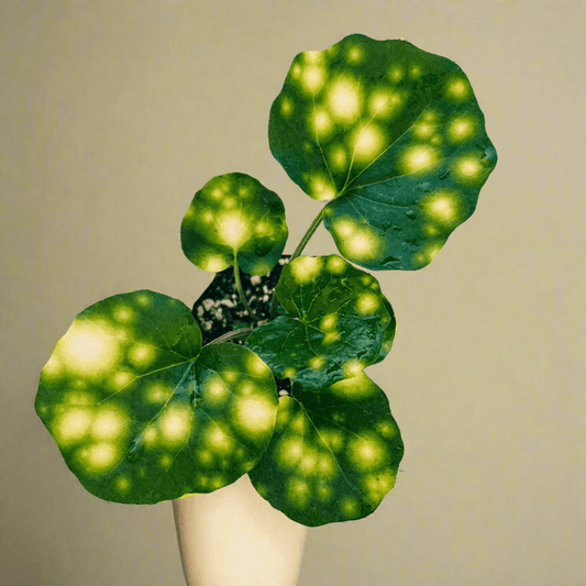  Farfugium 'Firefly' – Speckled Leopard Plant For Shade & Humidity