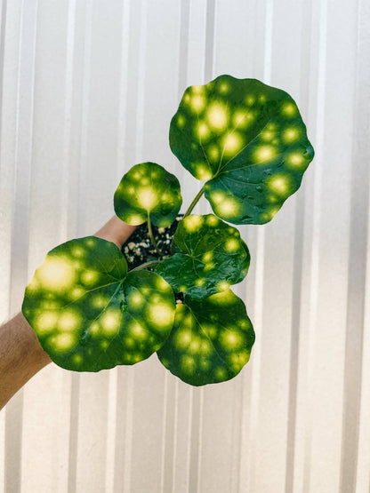  Farfugium 'Firefly' – Speckled Leopard Plant For Shade & Humidity