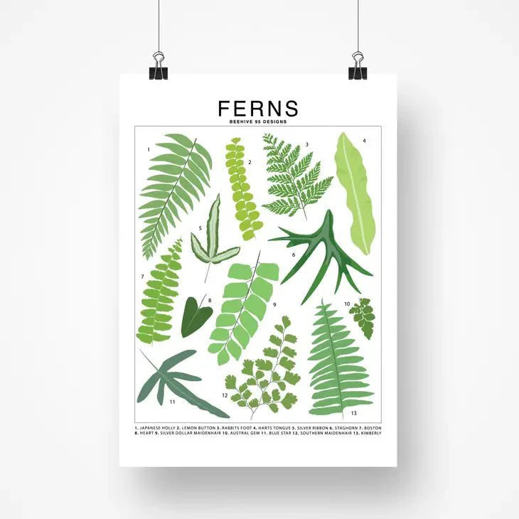 Ferns Species ID Chart - Botanical Houseplant Art Print