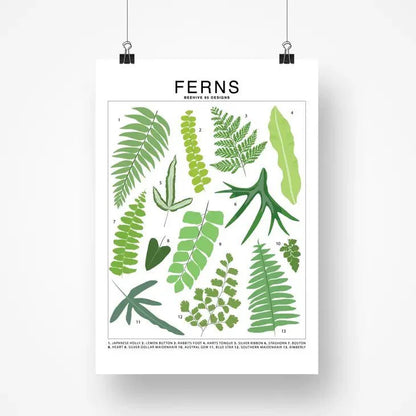  Ferns Species ID Chart - Botanical Houseplant Art Print