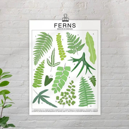  Ferns Species ID Chart - Botanical Houseplant Art Print