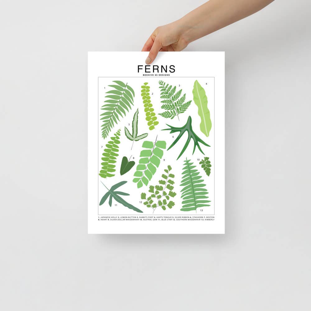  Ferns Species ID Chart - Botanical Houseplant Art Print