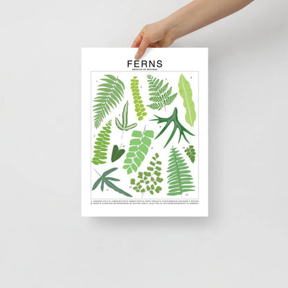  Ferns Species ID Chart - Botanical Houseplant Art Print